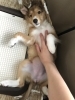 お腹撫でる練習中！（スキンシップで信頼関係up⤴）「【ウミンチュの子育て日記】仔犬を迎えたら…②」