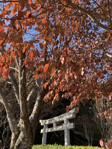 ハウス前の桜の木「こひろファーム　紅葉の季節　ハウスでは一日中マルチを張る作業に追われています。」