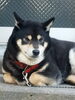 中野植物園の看板犬「テイクアウトにおでん」