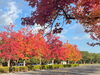 「一足早く葛飾に秋の紅葉を告げる【モミジバフウ（紅葉葉楓）】が綺麗に色づき見頃です！関東・東京の紅葉名所スポット！都立水元公園☆第一駐車場☆2022年11月3日（木祝）撮影」