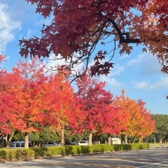 一足早く葛飾に秋の紅葉を告げる【モミジバフウ（紅葉葉楓）】が綺麗に色づき見頃です！関東・東京の紅葉名所スポット！都立水元公園☆第一駐車場☆2022年11月3日（木祝）撮影 | まいぷれ葛飾編集部のニュース | まいぷれ[葛飾区]