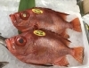 「魚魚市場鮮魚コーナーおすすめは「イサキ・アジ」です♪」