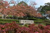 引揚記念公園「記念館周辺の木々も色づきはじめました！」