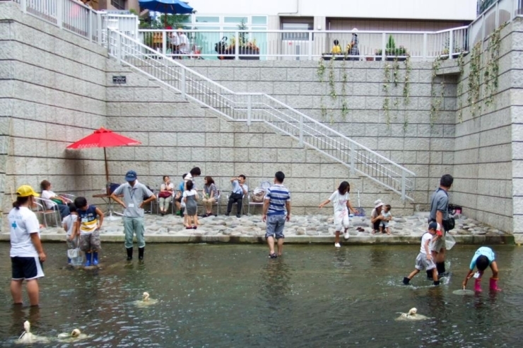 毎年7月中旬～8月中旬に開放される親水テラス (写真提供：新宿区)