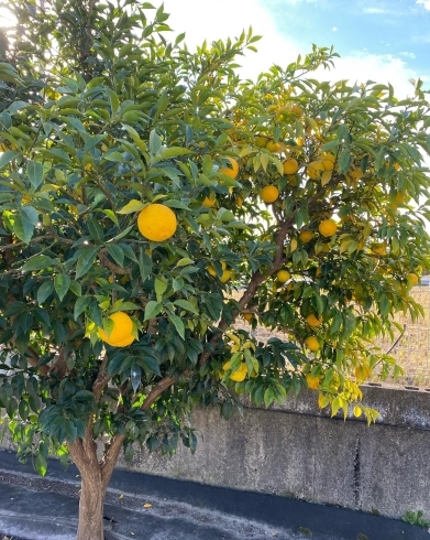 冬の柑橘類　柚子「立冬」