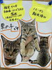 「子猫里親さん募集のお知らせ」