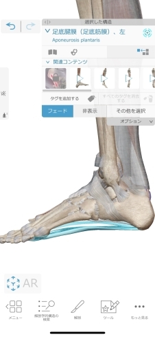 足底腱膜（足底筋膜）「足底筋膜」