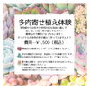 「多肉植物寄せ植え体験、開催します！【観葉植物専門店　福島市】」