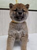 「【WAN'S】新しいワンちゃんのご紹介！柴犬」