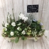季節の寄せ植え「♬　寄せ植え　♬」