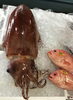「魚魚市場鮮魚コーナーおすすめは「そでイカ」です♪」