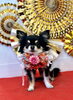 いずるくん「Happy New Year」