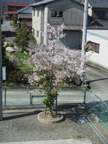 健荘さくらの桜「春の外気浴の様子（菜の花・桜）」