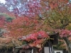 「【西条市丹原町】西山興隆寺の紅葉！（2022年11月15日撮影）」