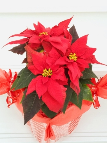クリスマスにはポインセチア「ポインセチア入荷いたしました。　【札幌市北区太平のお花屋さん　花だより】」