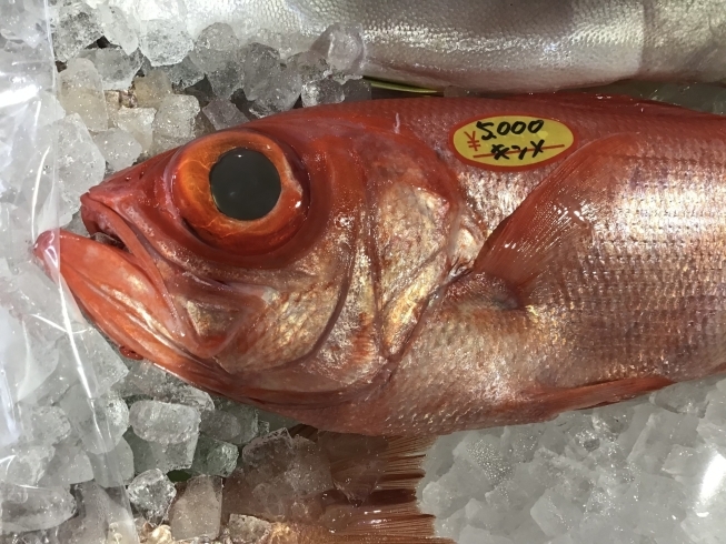 「魚魚市場鮮魚コーナーおすすめは「キンメダイ」です♪」