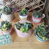 多肉の寄せ植え「陶器の即売会11/18 （金） 八王子の陶芸家 陶アトリエポッター亀田先生が八王子スカイホテル前で即売会しますよ！」