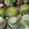 寄せ植え