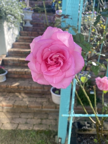 今朝中庭で撮った薔薇「薔薇の季節」