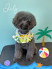 「お友達♡Dog salon mofu mofu 余市町」