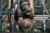 「チンパンジーのスズミが妊娠しました。」