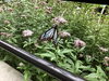 「アサギマダラのマーキング調査」