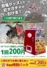 「恐竜グッズ入り巨大ガチャがKITに登場！！」