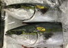 「魚魚市場鮮魚コーナーおすすめは「ぶり・シビマグロ」です♪」