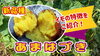 「【糖化が進むサツマイモ】あまはずきの特性を詳しく紹介します！　タネのハシモト」