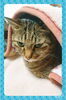雨の日は猫たちもけだるそう。。。「天気が悪いと頭が重い、身体がだるい。。気圧と身体の関係はどうなってるの？」