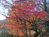 「【西条市黒瀬】黒瀬ダム2号公園の紅葉！（2022年11月24日撮影）」