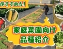 【野菜農園】家庭菜園にお勧めの品種を紹介していきます♪ タネのハシモト