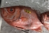 「魚魚市場鮮魚コーナーおすすめは「コウイカ・ゴマサバ」です♪」