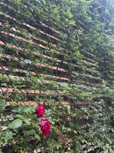 塀やフェンスも♪「お花・植木　ガーデンの紹介☆【高松でお庭・外構工事ならアールツーへ♪】」