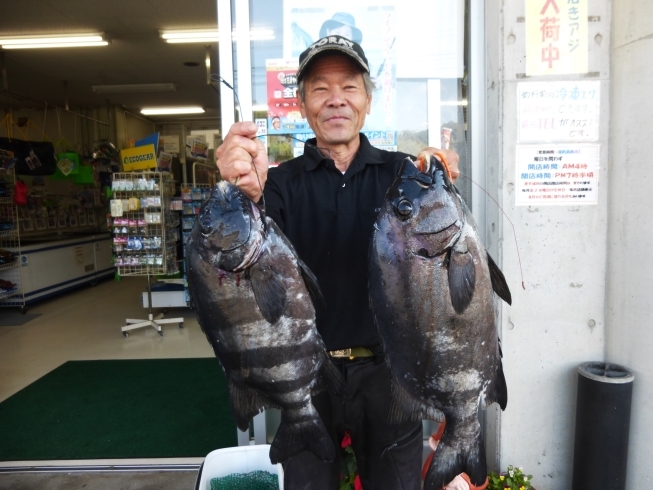 日南海岸地磯での石鯛　４９センチと５１．５センチ「先週までの釣り情報です！【宮崎市】【日南市】【釣り】【釣り情報】」