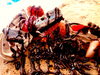 「【2022.12.18イベント出店紹介】Cre de La paix Spica（クレドラペ　スピカ）さん」