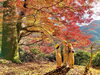 鰐淵寺♡今が見頃です♡「鰐淵寺★今が見頃★」