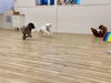 楽しいと、まさに跳ぶように走ります😃「ましゅまろ幼稚園🐾パート３」