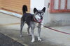 「迷い犬を保護しています【西条市役所 西部支所 環境課生活環境係】」