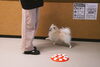 めろんちゃん「今日のお友達」