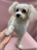 タロちゃん♡「今日のわんちゃん☆（西京区トリミングサロン・ペットホテル・訓練）」