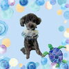 「Dog salon mofu mofu　余市町」