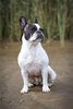 French Bulldog「Teacher'sコーナー41号  America's Top 5 Favorite Dog Breeds【蘇我駅近くの英会話教室】043-209-2310」