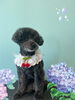 「Dog salon mofu mofu　余市町」