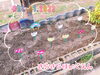 「チューリップを植えました❤︎【交野市・小規模保育園】」