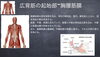 広背筋「【脳卒中/脳性小児麻痺】広背筋【リハビリ】」