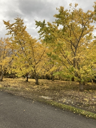 イチョウ「イチョウ並木」