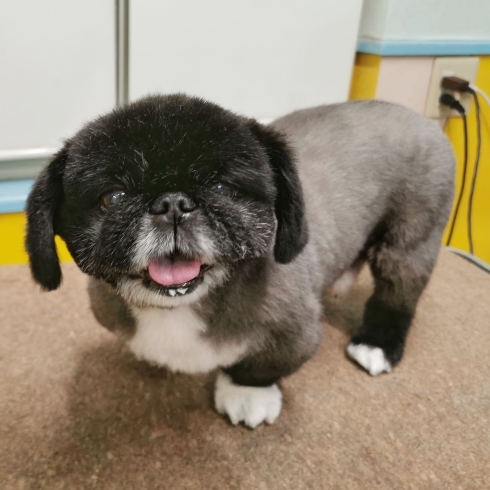 「【☆★今日のわんこより★☆】豊平区月寒東のトリミングショップ【犬の床屋さんちゃいるどっく】信頼のクオリティを提供！安い価格設定！人気のオプション歯みがき、炭酸泉浴など！ご自宅では難しい爪切りもお任せください！予約制で夜間営業も！」