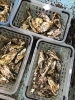 「魚魚市場おすすめは「殻付き牡蠣」です♪」