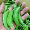 「「スナップエンドウ」入荷してまーす♪♪」